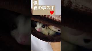 #スキ#君の事スキ#ｳｳ