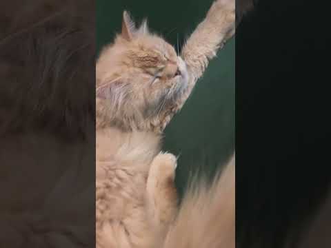 😆😆😆😆😆😆🏃🏼‍♀️‍➡️🏃🏼‍♀️‍➡️