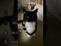 Top 5 ADORABLE Tuxedo Cat Moments TuxedoCat CuteCats Shorts