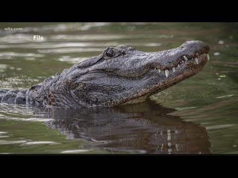 Caiman in Lake Murray?