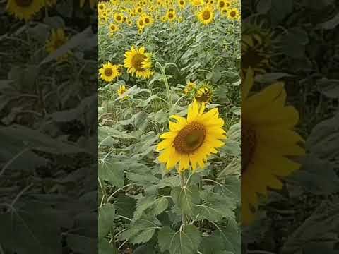 beautiful sun flowers