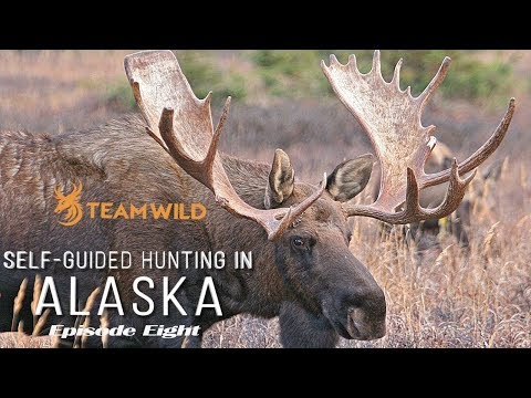 Self-guided Moose & Caribou Hunting in Alaska: Episode 8 - The Moose of a Lifetime