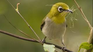 Download lagu INI BARU MANTAP!!! Suara Pleci Betina dan Koloni Untuk Terapi Kicau Pleci Jantan mp3 Download lagu INI BARU MANTAP!!! Suara Pleci Betina dan Koloni Untuk Terapi Kicau Pleci Jantan mp3