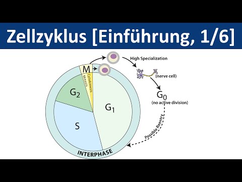 Zellzyklus / Zellteilung [Cytokinese] - Einführung [1/6] - [Biologie, Cytologie, Oberstufe]