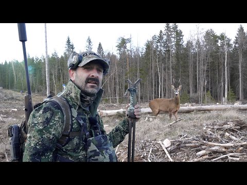 Utmanande vårbocksjakt!