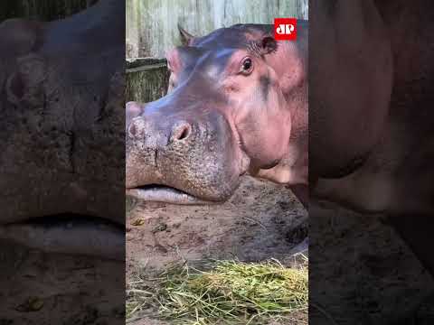 Parque de Leme reabre após melhora do hipopótamo Juninho #shorts
