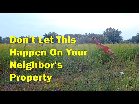 From Cornfield to Big Buck Habitat In 3 Years With Little Expense