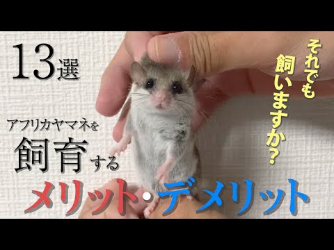 ヤマネの日と天気 自然と動物