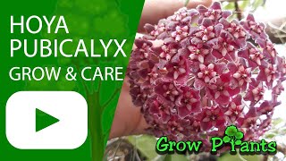 Hoya pubicalyx  – grow & care (Succulent vine Waxflower)