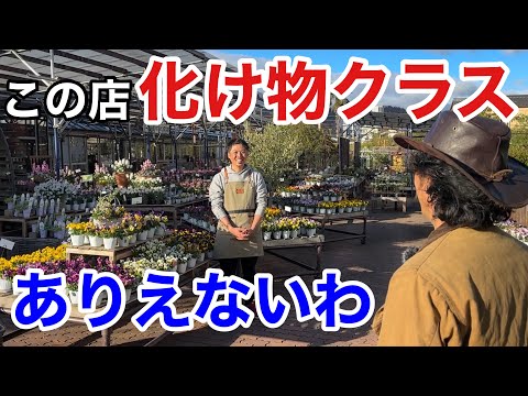 園芸 アルケミラ モリス、聖母のマント