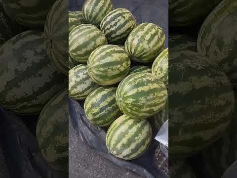 feira livre de Sumè PB 24/11/2025 #pecuarista