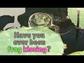 Frog Kissin'