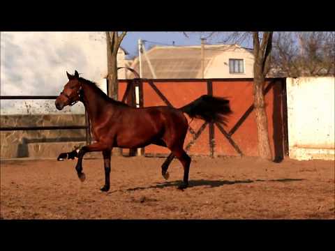 mare Santa Bernay by Bernay (2 y.o.)
