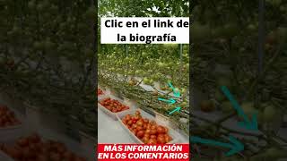 jardn vertical hidropnico jardines verticales sistemas de hidroponia prv2 verdtical #shorts
