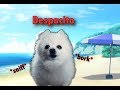 Despacito Gabe Cover