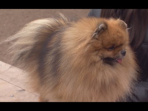 Маленькие, да удаленькие - в программе "Дело ведёт Мур-р-р"