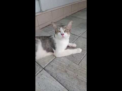 Sayam Bongbut Videos #74