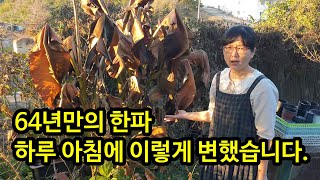 하루 아침에 바나나 나무가 이렇게 변했습니다. 바나나는 풀입니다.