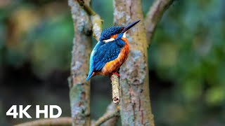 Magical Nature & Wildlife in 4K | Relaxing Animal Moments & Forest Sounds 🎧🌲