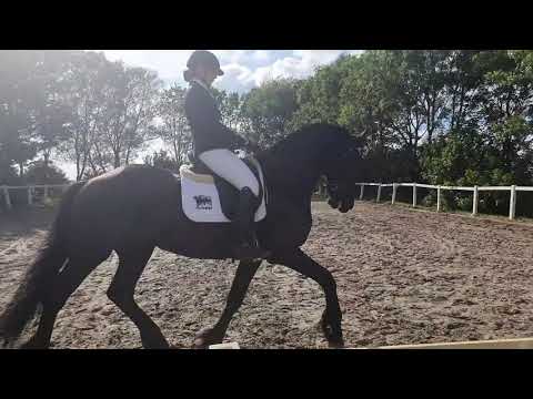 Stal Okkema's Willem (Michiel 442) competing L2 dressage
