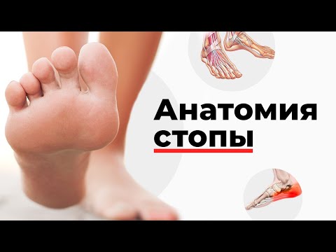 Анатомия стопы