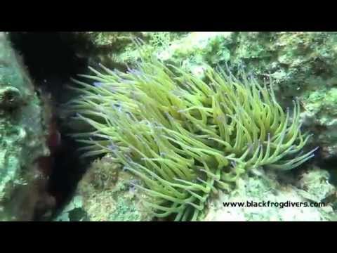 Scuba Diving Marina del Este Andalucia crazy divers!