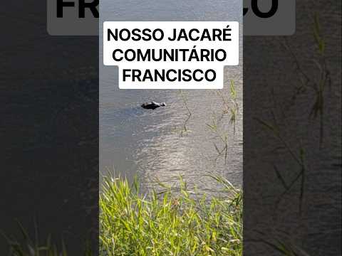 nosso jacaré comunitário Francisco de minha cidade juarez Távora PB