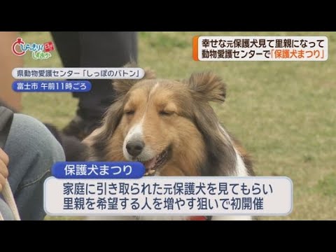 YouTube Video 家庭に引き取られ幸せに暮らす元保護犬を見て里親になって　静岡・富士市の動物愛護センターで「保護犬まつり」が開かれる