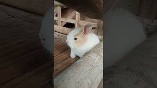 Download lagu Anak kelinci kaget denger suara kucing 😱#beranda#kelincilucu#short#sweetrabbit17 mp3