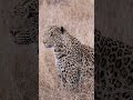 Beautiful Leopard Locks eyes on impala #wildlife #leopard #nature #predator #animals #safari