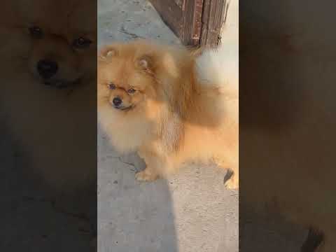 #doglover #toypomdog #pets #pets #toypombaby #toypompuppy