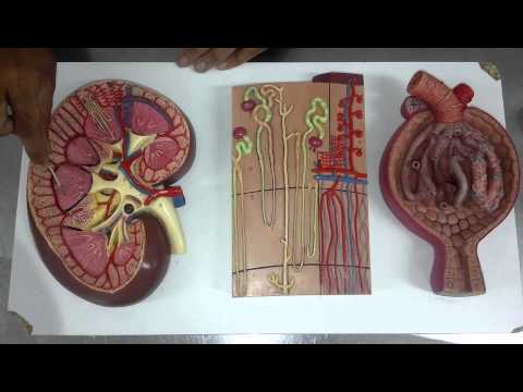 SISTEMA URINÁRIO OU EXCRETOR - Anatomia Humana [Anatomia Prática]