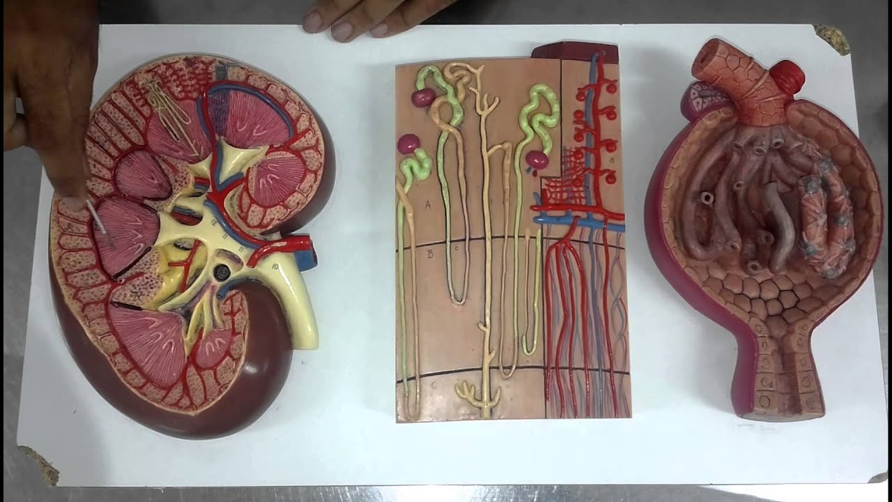 SISTEMA URINÁRIO OU EXCRETOR - Anatomia Humana [Anatomia Prática]