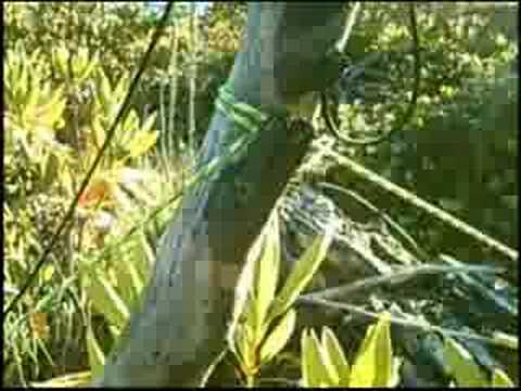 One tree hammock setup