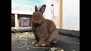 Playing Around With Seymour: Free Range Rabbit