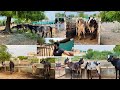 કાંકરેજ તો કાંકરેજ કેવ્યા Best Kankrej Cow Bharattharani