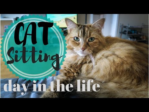 A Day in the Life CAT SITTING | What it's like to be a cat sitter