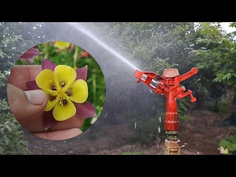 Rain watering of flowers and plants in our garden / See parts of our greenhouse in this video