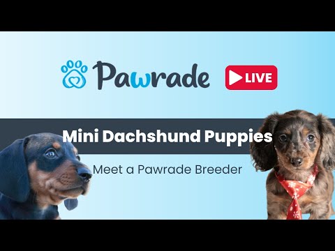 Pawrade Live