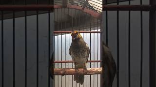 Download lagu pancingan cucak wilis bahan agar rajin bunyi #kicaumania #burung #cucakwilis #cucakwilisgacor mp3