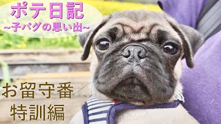 【ポテ日記】子パグにお留守番練習させたらこうなった