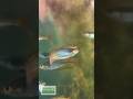 RAINBOWFISH In The Greenhouse