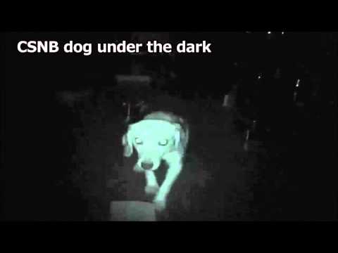 A Naturally Occurring Canine Model of Autosomal Recessive Congenital Stationary Night Blindness