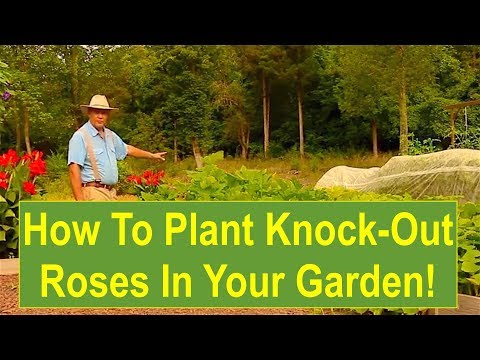 image-How deep do you plant a Knock Out rose bush?