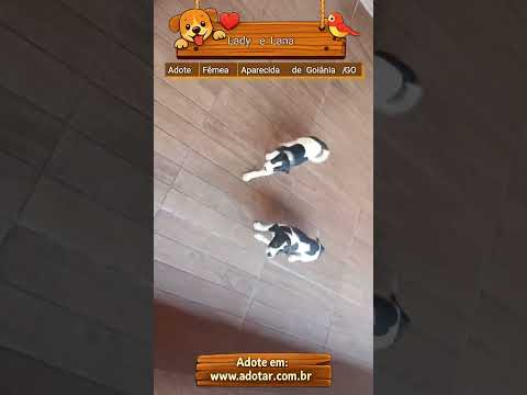 Vídeo de Lady e Lana