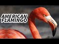 American Flamingo Facts The CARIBBEAN Flamingo Animal Fact Files