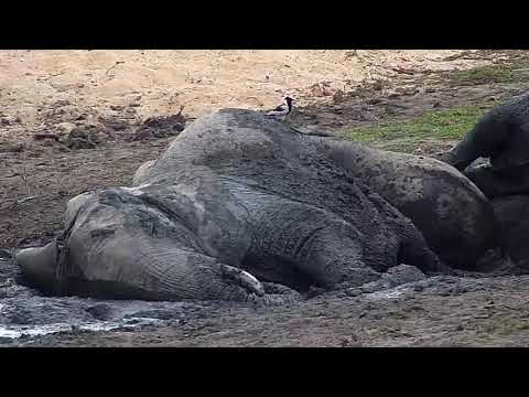 Djuma: Elephants drinking and mud wallowing - 10:59 - 07/24/20