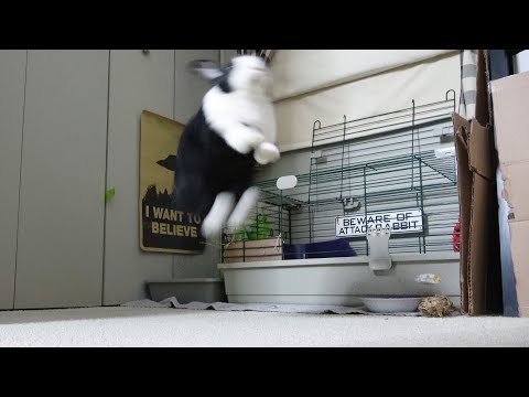 Rabbit tries to double jump