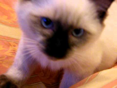 28 secondi  di Zamir