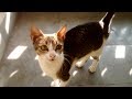 Cat Meowing For Food So Cute Hungry Cat